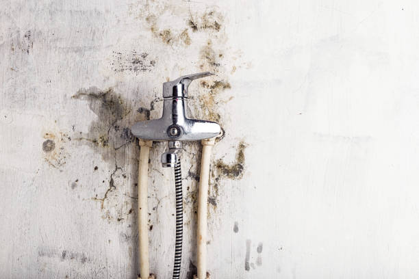 Best Mold Remediation for Schools in Delano, MN