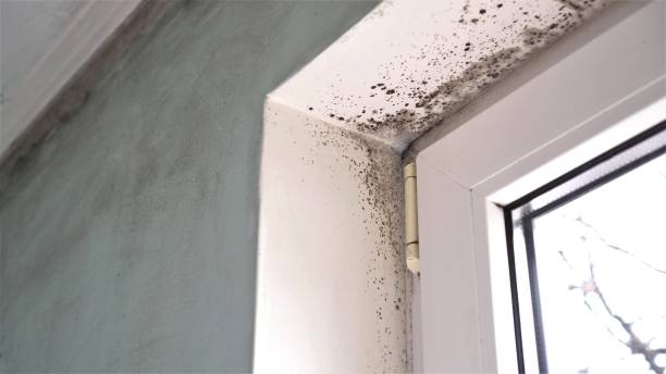 Best Residential Mold Remediation in Delano, MN