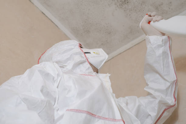 Best Post-Flood Mold Remediation in Delano, MN