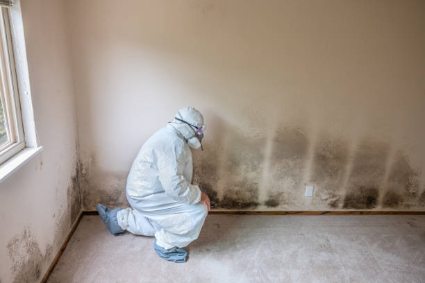 Best DIY Mold Remediation Support Services in Delano, MN