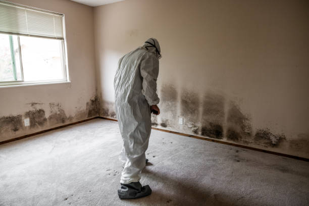 Best White Mold Remediation in Delano, MN